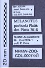 Etiketten zu Melanotus pavliceki (NHMW-ZOO-COL-0007441)